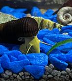 Tylomelania sp. Yellow Spotted rabbit snail-Sulawesi 3-6 cm, Dieren en Toebehoren, Vissen | Aquariumvissen, Zoetwatervis, Kreeft, Krab of Garnaal