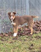 Te koop mooie choco tan mini Australian Sherpherd teef