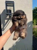 Blue pomeranian pup NL gefokt, beide ouders SM/CM/PL 0/0, Dieren en Toebehoren, Honden | Poolhonden, Keeshonden en Oertypen, Nederland