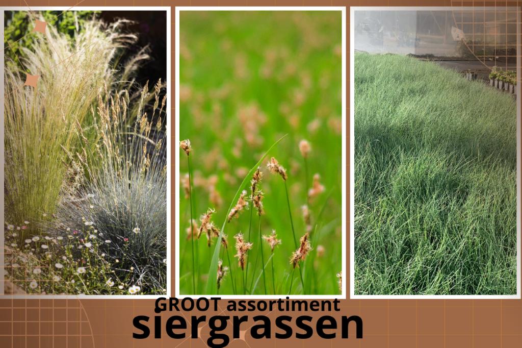 Siergrassen zegge/gras tuinplanten  €1,59, Ophalen of Verzenden, Vaste plant, Siergrassen, Volle zon