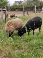 Ouessant ooi en rammetje te koop., Dieren en Toebehoren, Schapen, Geiten en Varkens, Meerdere dieren, Schaap