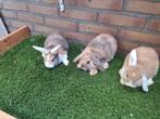 Te koop, jonge dwerghangoor konijntjes konijn dwerg hangoor, Dieren en Toebehoren, Konijnen, Meerdere dieren, Dwerg, Hangoor