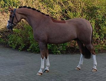 9 jarige allround d sport pony 