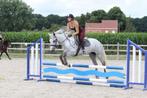 Prachtige allrounder, Zadelmak, 3 tot 6 jaar, Gechipt, Recreatiepony