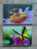 Foto's in Lijst 60x40cm, Ophalen, Zo goed als nieuw, Foto of Poster, Minder dan 50 cm