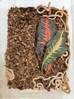 Thamnophis marcianus Geruite kousebandslang, Slang, 0 tot 2 jaar