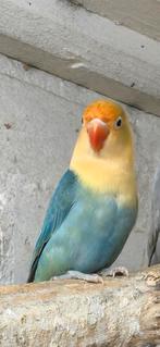 Opaline turquoise violet/dilute fischeri, Dieren en Toebehoren, Vogels | Parkieten en Papegaaien, Geslacht onbekend, Dwergpapegaai of Agapornis