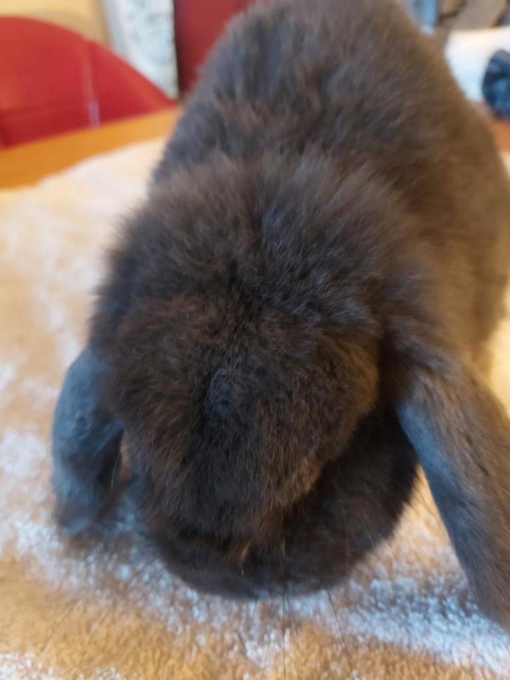 Zuivere blauwe Ned. Hangoor dwerg. Voedster. Geënt. Halfjaar, Dieren en Toebehoren, Konijnen, Dwerg, Vrouwelijk, 0 tot 2 jaar