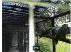 koppel geelvleugel blauwvoorhoofdsamazone, Dieren en Toebehoren, Meerdere dieren, Papegaai, Geringd
