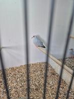 Mooi broedrijp koppel witstuit diamantduiven., Meerdere dieren, Tropenvogel, Geringd