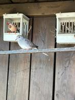 Jongen diamant duifje, Dieren en Toebehoren, Vogels | Duiven, Meerdere dieren, Overige soorten