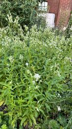 Witte ijzerhard, Tuin en Terras, Planten | Tuinplanten, Volle zon, Vaste plant, Zomer, Ophalen