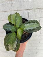 Maranta Silver Band, Huis en Inrichting, Kamerplanten, Ophalen of Verzenden, Overige soorten, Minder dan 100 cm