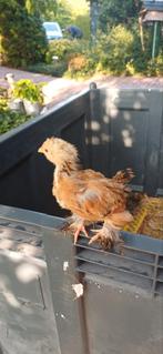 Cochin kriel kuikens, Dieren en Toebehoren, Geslacht onbekend, Kip
