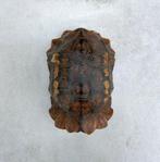 Antiek schildpadschild - taxidermie schild - Landschildpad, Antiek en Kunst, Ophalen of Verzenden