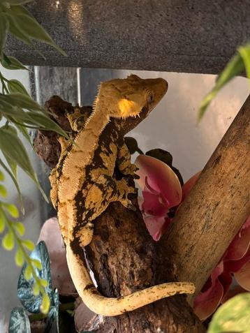1.0 extreme harlequin wimpergekko beschikbaar voor biedingen
