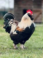 Faverolle haan groot gezocht, Dieren en Toebehoren, Mannelijk, Kip