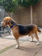 Beagle reutje zoekt nieuw huis!, Dieren en Toebehoren, Honden | Beagles, Bassets en Lopende honden, CDV (hondenziekte), Particulier