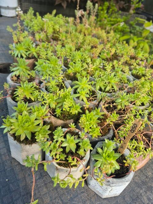 Rotsplanten, Tuin en Terras, Planten | Tuinplanten, Overige soorten, Volle zon, Zomer, Ophalen