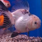 Carrasius auratus, Vis