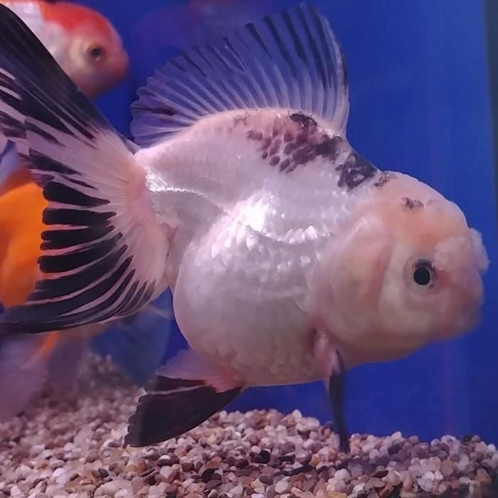 Carrasius auratus, Dieren en Toebehoren, Vissen | Aquariumvissen, Vis