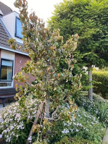 Perenboom 20 jaar oud beschikbaar voor biedingen