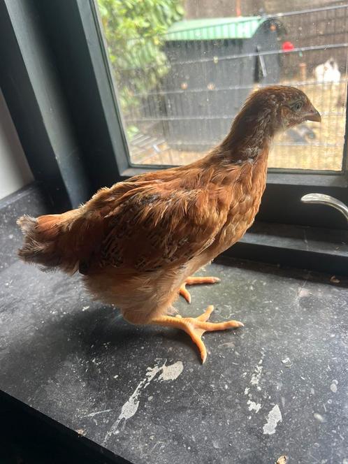 2 kippen hennen, Dieren en Toebehoren, Pluimvee, Kip, Vrouwelijk