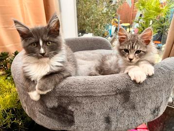 Maine coon xxl kittens mogen verhuizen beschikbaar voor biedingen