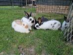 Lieve jonge konijntjes Groot Lotharinger, Dieren en Toebehoren, Meerdere dieren, Groot