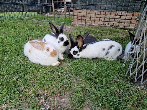 Lieve jonge konijntjes Groot Lotharinger, Dieren en Toebehoren, Konijnen, Groot, Meerdere dieren