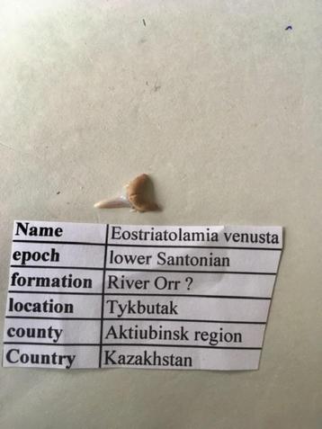 Fossiele haaientand uit Kazakhstan: Eostriatolamia venusta beschikbaar voor biedingen