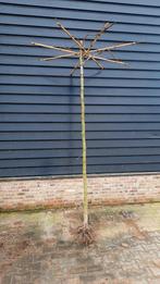 Dakplataan Platanus Hispanica 🌿 Dakboom, Tuin en Terras, Dakboom, Zomer, Ophalen of Verzenden