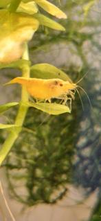 yellow neon backstripe garnalen, Kreeft, Krab of Garnaal, Zoetwatervis, Schoolvis