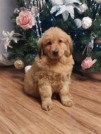 De Mongoolse hond (Bankhar), Dieren en Toebehoren, Fokker | Hobbymatig, Reu, 8 tot 15 weken, Buitenland