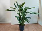 Aglaonema Maria - Chinese Evergreen H: 68 cm., Ophalen, Overige soorten, Halfschaduw, Minder dan 100 cm