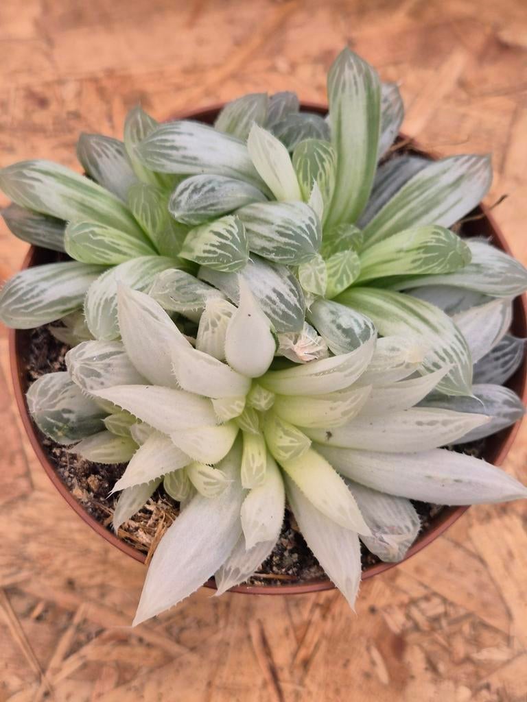 Haworthia cymbiformis White Tiger p10 (3), Huis en Inrichting, Kamerplanten, Ophalen of Verzenden, Halfschaduw, Minder dan 100 cm