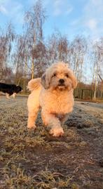 Herplaatser! Leuk Boomertje, teefje bijna 4 jaar oud, Maltezer, Nederland, Teef, Eén hond