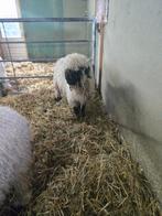 Walliser schwarznase ram, Mannelijk, Schaap