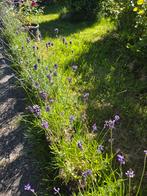 Lavendel munstead, Tuin en Terras, Planten | Tuinplanten, Ophalen, Zomer, Overige soorten, Volle zon