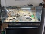 Handtamme Luipaard Gecko met terrarium en extras, Hagedis, Met terrarium, 3 tot 6 jaar
