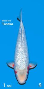 Schitterende GINRIN ASAGI van Ogata, Tanaka bloedlijn 40 cm, Dieren en Toebehoren, Vissen | Vijvervissen, Karper of Koi