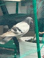 Duiven, Meerdere dieren
