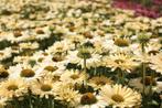 Zaden Echinacea Sensation Mango, Verzenden, Voorjaar, Volle zon, Zaad