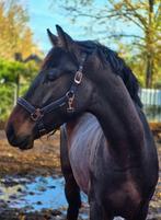 Belofte voor de toekomst +/- 170 v dreamboy, Met stamboom, Dressuurpaard, 0 tot 2 jaar, Hengst