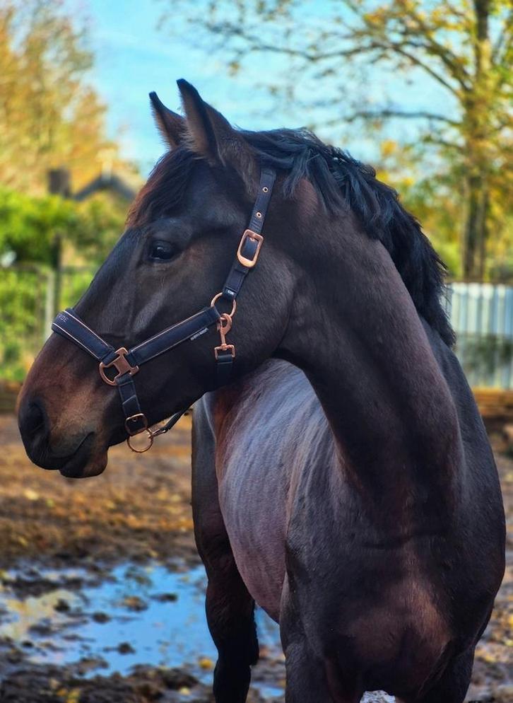 Belofte voor de toekomst +/- 170 v dreamboy, Dieren en Toebehoren, Paarden, Hengst, 170 tot 175 cm, 0 tot 2 jaar, Dressuurpaard