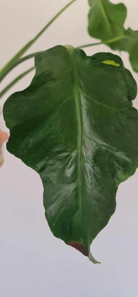 Monstera Oceana, Ophalen of Verzenden