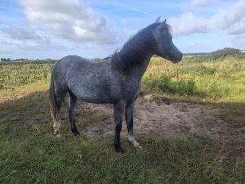 Super lieve leuke welsh B pony beschikbaar voor biedingen