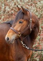 6 jarige merrie solid paint, Dieren en Toebehoren, Merrie, 3 tot 6 jaar