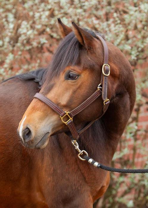 6 jarige merrie solid paint, Dieren en Toebehoren, Paarden, Merrie, 3 tot 6 jaar