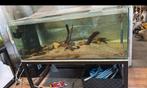 Aquarium met onderstel, Dieren en Toebehoren, Vissen | Aquaria en Toebehoren, Ophalen of Verzenden, Zo goed als nieuw, Leeg aquarium